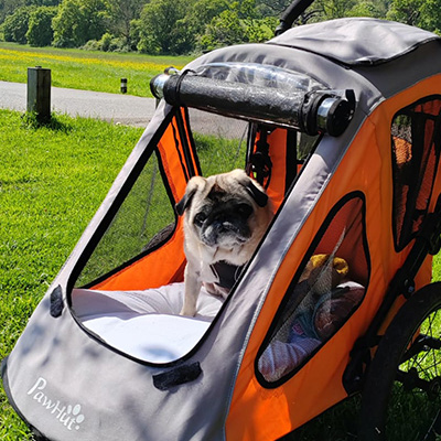 Barney in his dog stroller