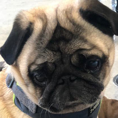 Barney looking sad after getting his bloods doen