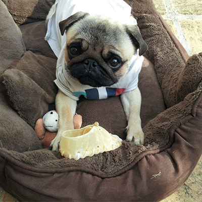 Barney looking up from his bed