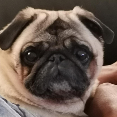 Barney looking straight at the camera