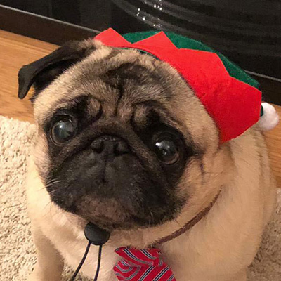 Barney in Christmas gear