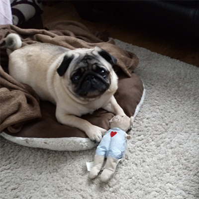 Barney with his toy looking at the camera